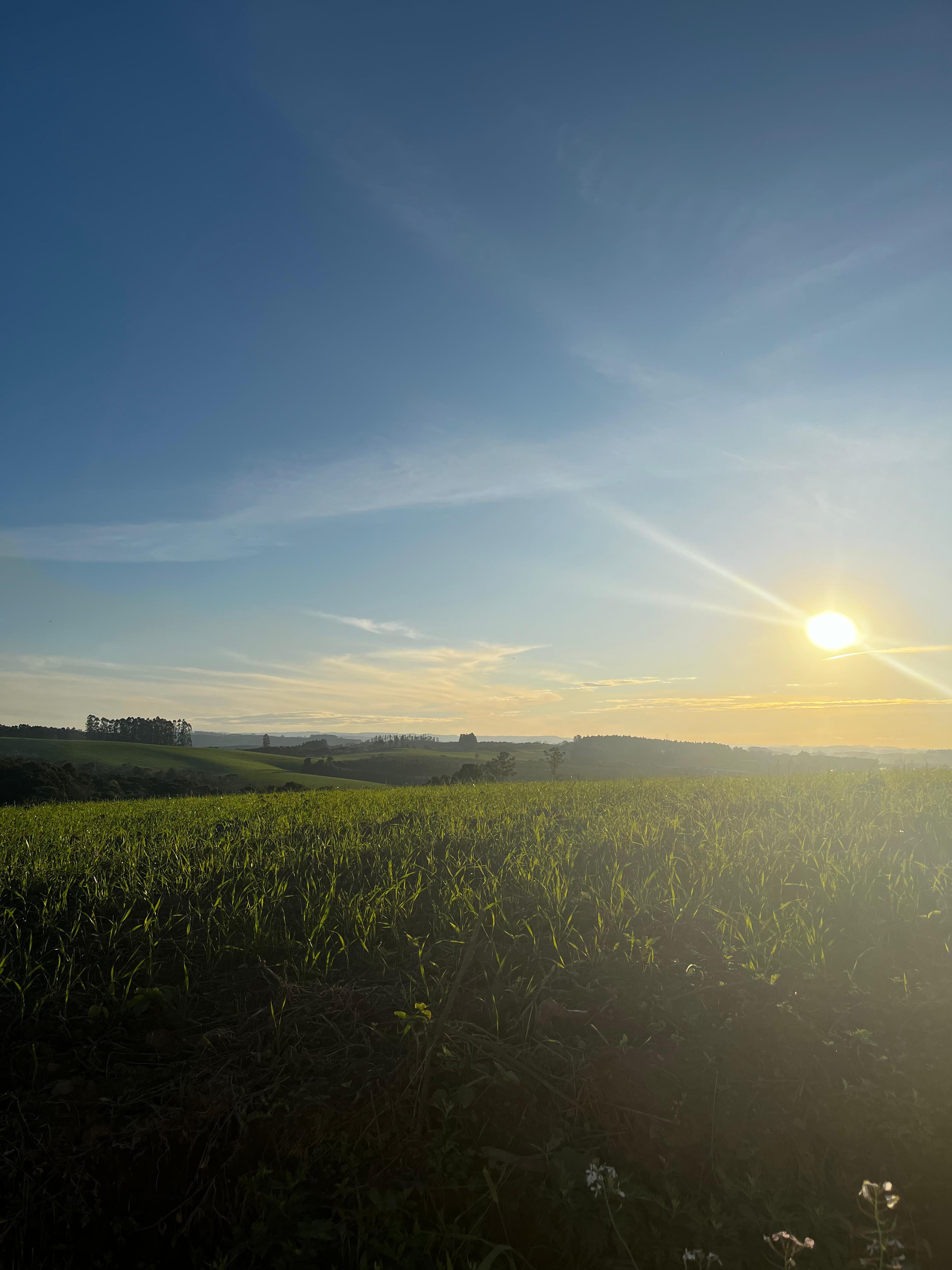 Disponível em : https://br.freepik.com/imagem-ia-gratis/agricultura-alimentacao-saudavel_416727170.htm#fromView=search&page=1&position=1&uuid=60bd7a8a-4d0e-4822-b0c3-f5e3dbda2177&query=tecnologia+no+campo